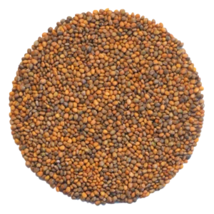 Organic Arugula Sprouting Seeds