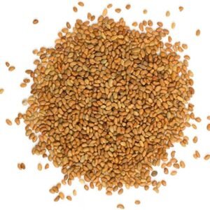 Alfalfa Seeds for Sprouting