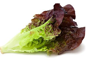 Red Leaf Lettuce