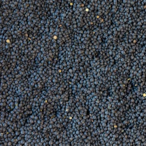 Black Caviar Lentil