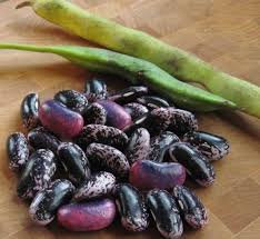 Scarlet Runner Bean