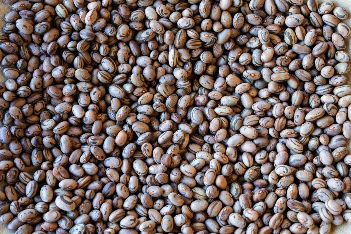 Occhio della Capra (Eye of the Goat Italiano)