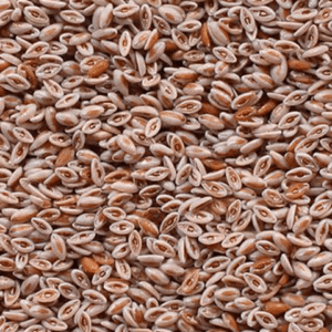 Organic Psyllium Seeds