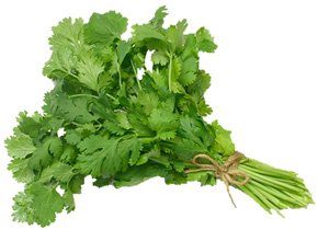 Cilantro