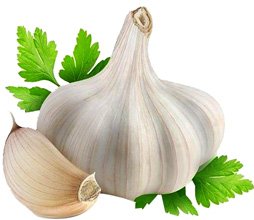 Garlic